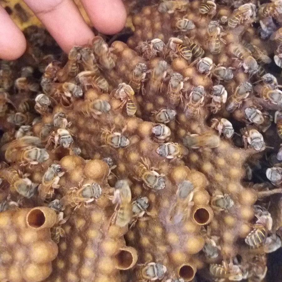 Products from Bees
