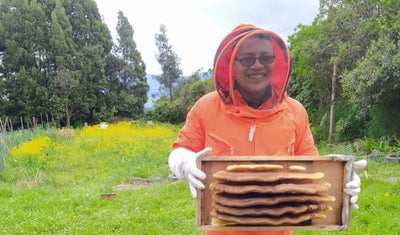 Bee Sanctuary in Colombia